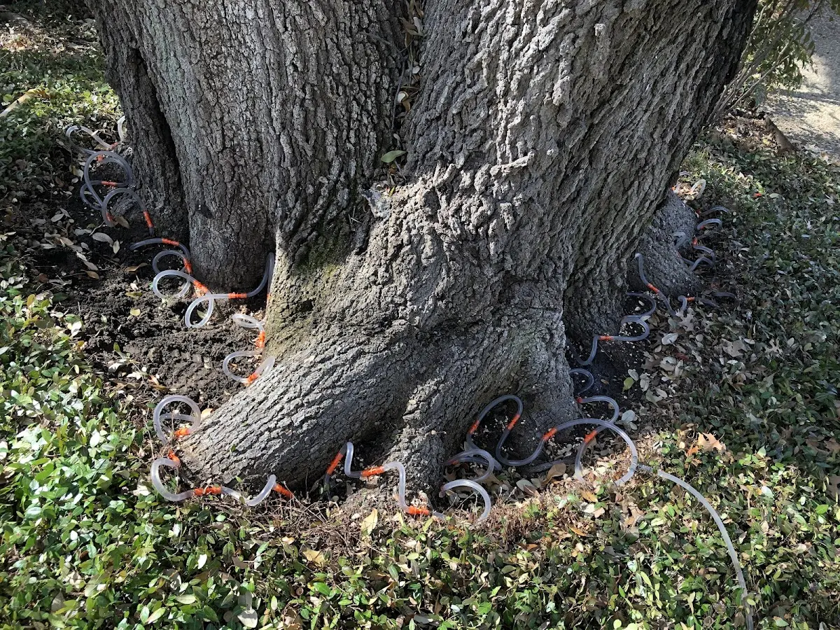 Detailed Tree Cabling and Bracing job site in Pierce